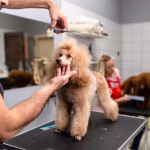 poodle class grooming competition
