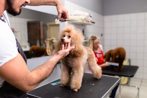 poodle class grooming competition